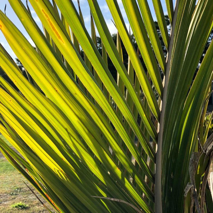 Nikau'S On Palmer Foxton Beach المظهر الخارجي الصورة